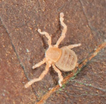 Media type: image;   Invertebrate Zoology 136532